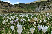 43 Estese fioriture di crocus